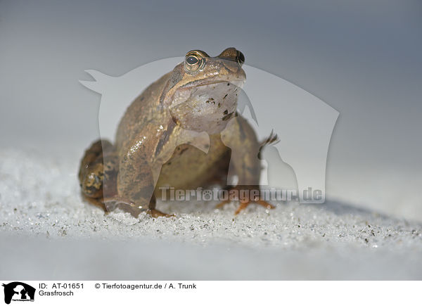 Grasfrosch / grass frog / AT-01651