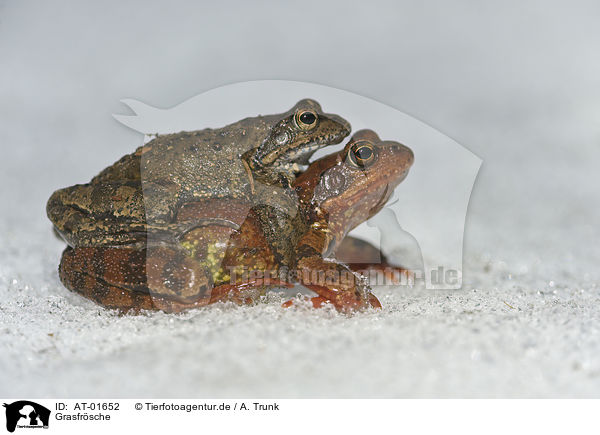 Grasfrsche / grass frogs / AT-01652