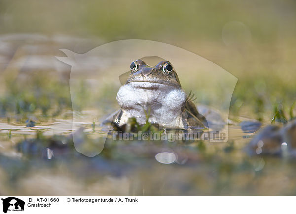 Grasfrosch / grass frog / AT-01660