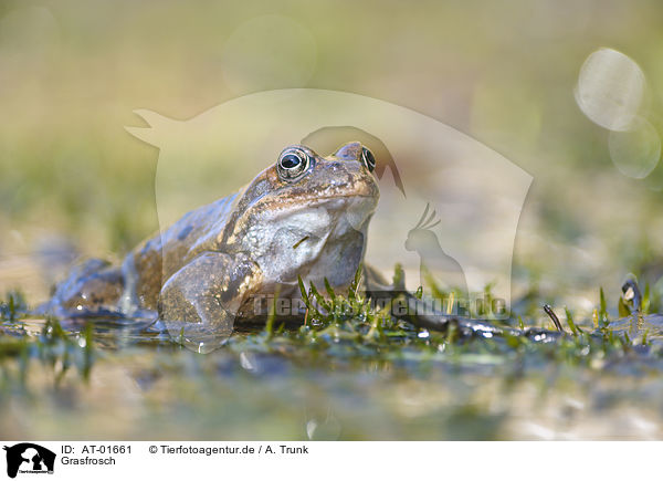 Grasfrosch / grass frog / AT-01661