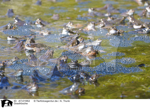 Grasfrsche / grass frogs / AT-01662