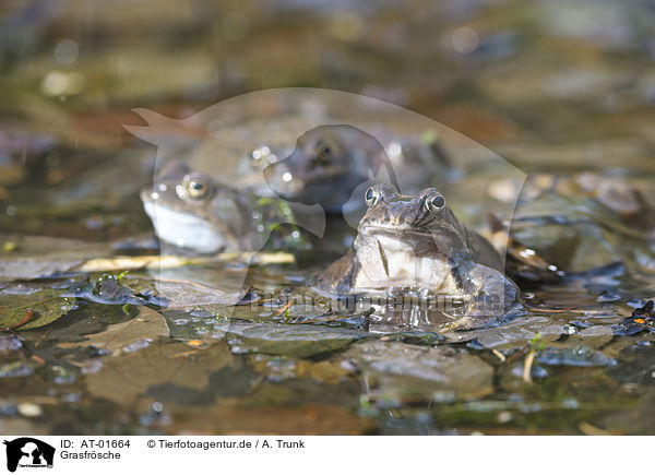 Grasfrsche / grass frogs / AT-01664