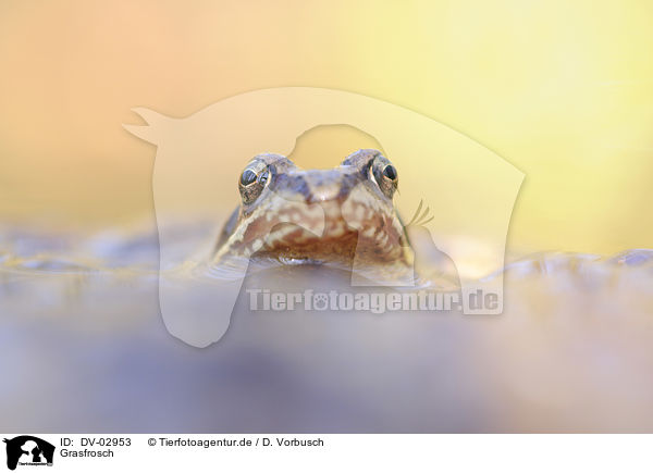 Grasfrosch / grass frog / DV-02953