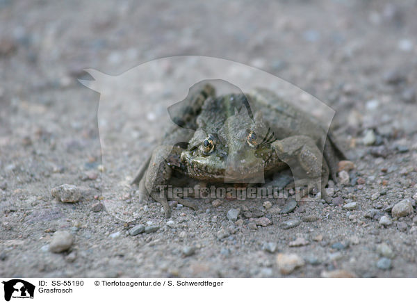 Grasfrosch / European grass frog / SS-55190