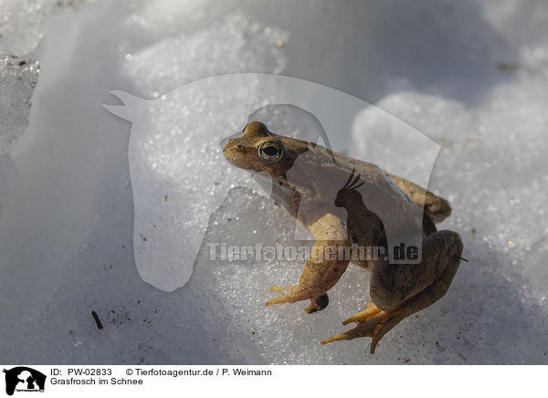 Grasfrosch im Schnee / grass frog in the snow / PW-02833
