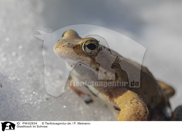 Grasfrosch im Schnee / PW-02834