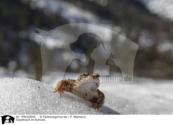 Grasfrosch im Schnee / PW-02836