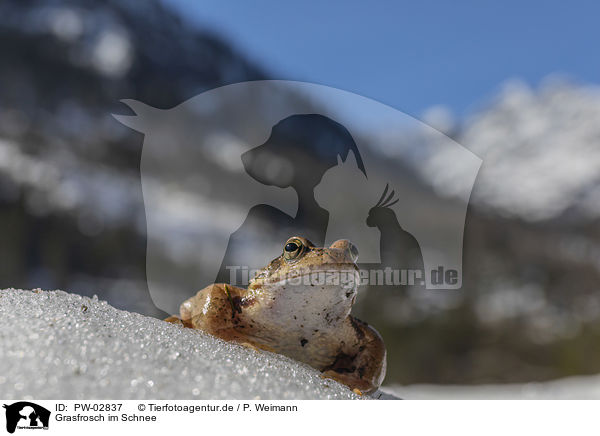 Grasfrosch im Schnee / PW-02837