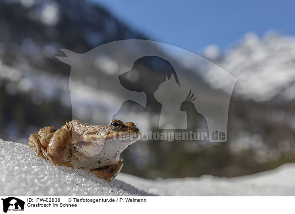 Grasfrosch im Schnee / PW-02838