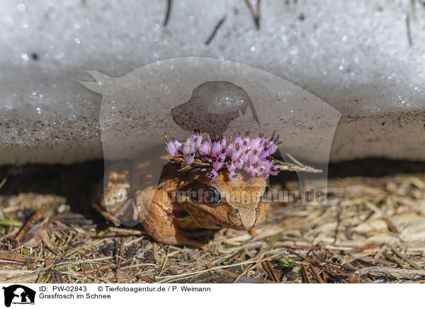 Grasfrosch im Schnee / PW-02843