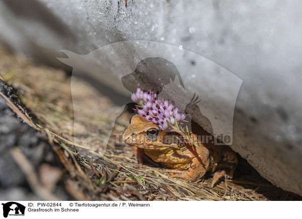 Grasfrosch im Schnee / grass frog in the snow / PW-02844