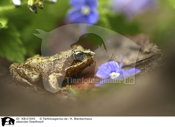 sitzender Grasfrosch / sitting Grass Frog / KB-01845