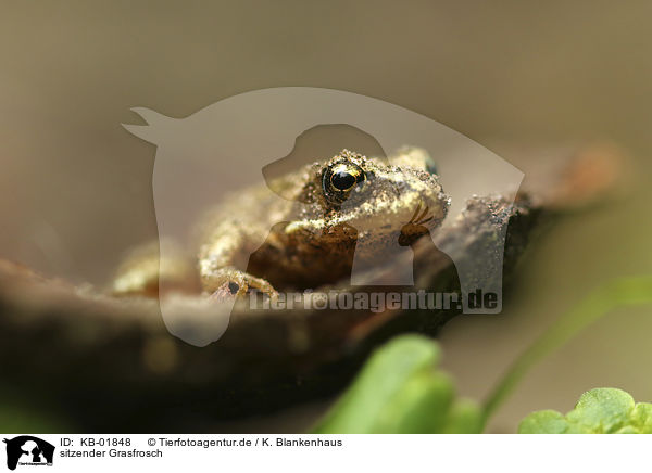 sitzender Grasfrosch / sitting Grass Frog / KB-01848