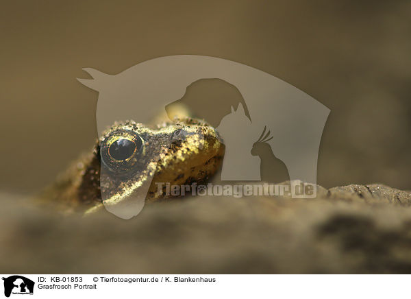 Grasfrosch Portrait / Grass Frog portrait / KB-01853