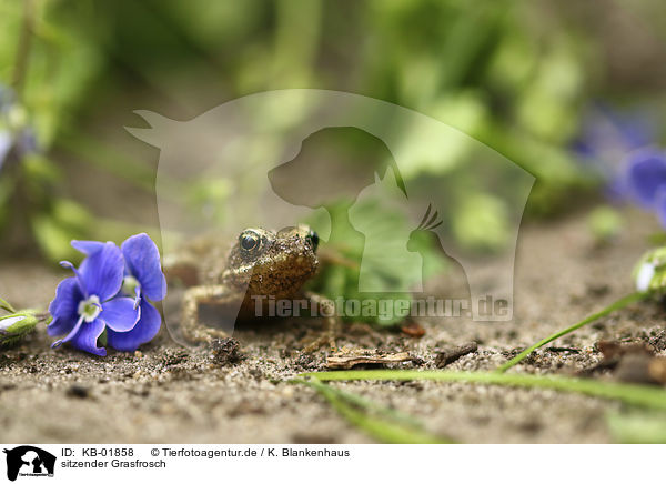 sitzender Grasfrosch / sitting Grass Frog / KB-01858