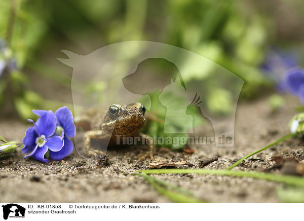 sitzender Grasfrosch / KB-01858