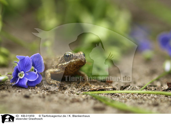 sitzender Grasfrosch / sitting Grass Frog / KB-01859