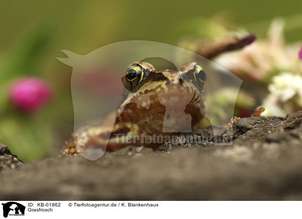 Grasfrosch / Grass Frog / KB-01862