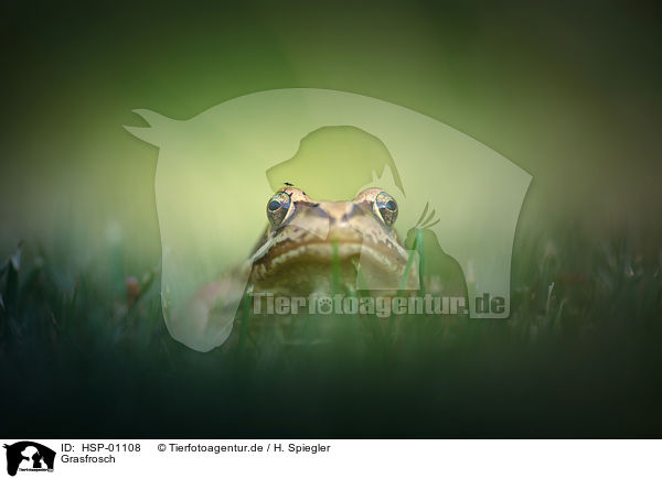 Grasfrosch / grass frog / HSP-01108