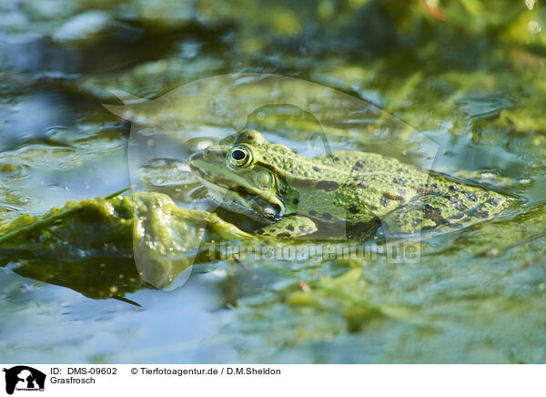 Grasfrosch / common grass frog / DMS-09602