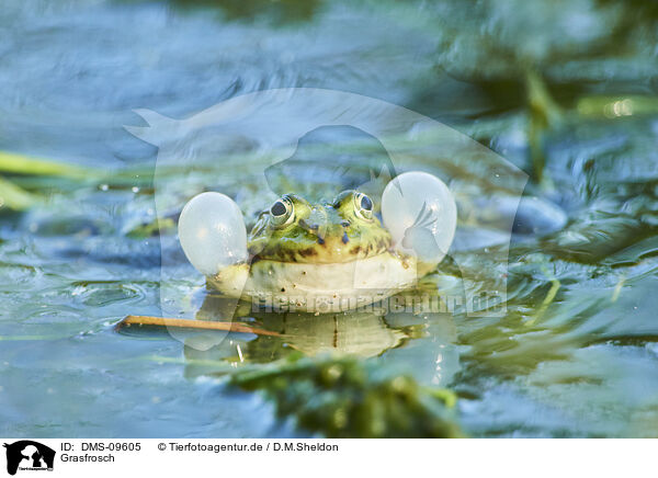 Grasfrosch / common grass frog / DMS-09605