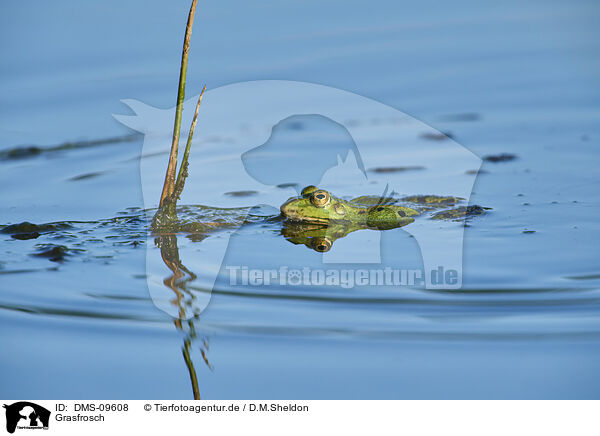 Grasfrosch / common grass frog / DMS-09608