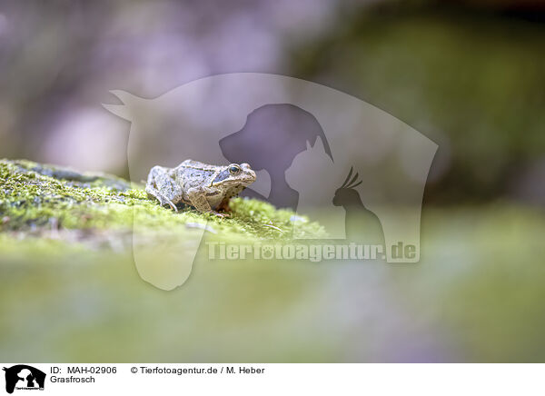Grasfrosch / European common brown frog / MAH-02906