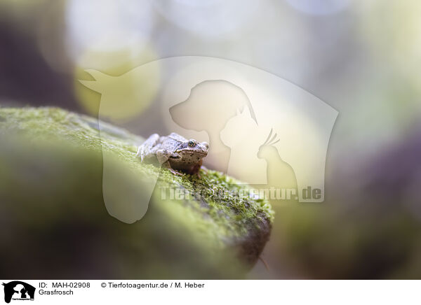 Grasfrosch / European common brown frog / MAH-02908