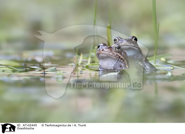 Grasfrsche / common frogs / AT-02445