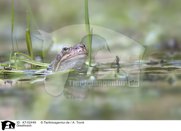 Grasfrosch / common frog / AT-02446
