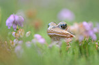 Grasfrosch