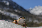 Grasfrosch im Schnee