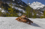 Grasfrosch im Schnee