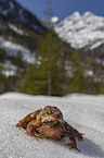 Grasfrosch im Schnee