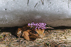 Grasfrosch im Schnee