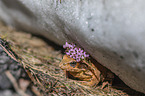 Grasfrosch im Schnee