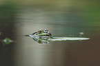 Grasfrosch Portrait