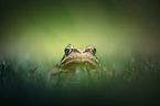 Grasfrosch