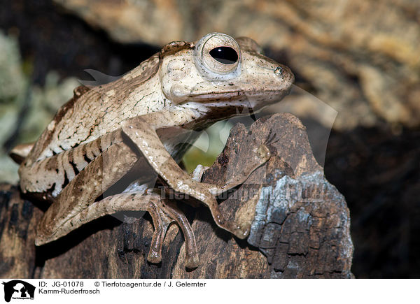 Kamm-Ruderfrosch / bony-headed flying frog / JG-01078