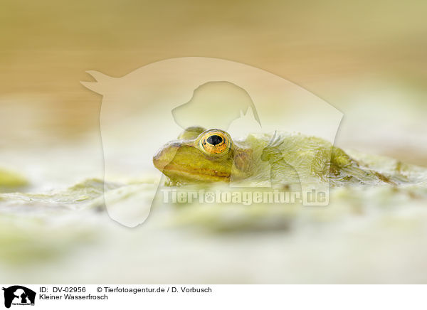 Kleiner Wasserfrosch / DV-02956