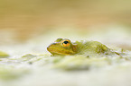 Kleiner Wasserfrosch