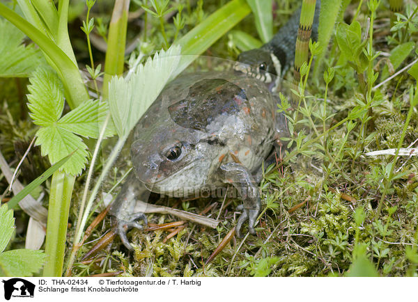 Schlange frisst Knoblauchkrte / snake eats toad / THA-02434