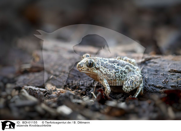 sitzende Knoblauchkrte / sitting Common Spadefoot / BDI-01155