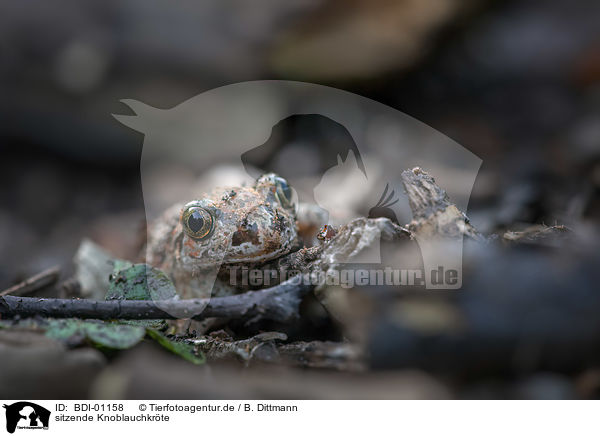 sitzende Knoblauchkrte / sitting Common Spadefoot / BDI-01158