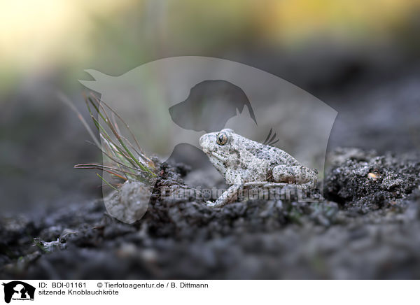 sitzende Knoblauchkrte / sitting Common Spadefoot / BDI-01161