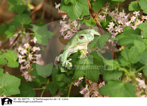 Korallenfinger-Laubfrosch / KL-06773