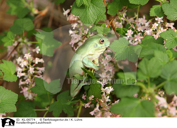 Korallenfinger-Laubfrosch / KL-06774