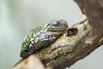 Korallenfinger-Laubfrosch