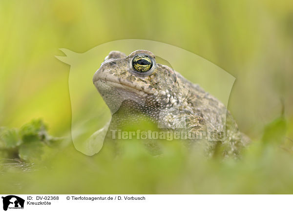 Kreuzkrte / natterjack toad / DV-02368