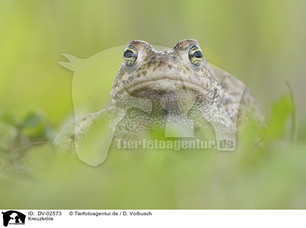 Kreuzkrte / natterjack toad / DV-02573